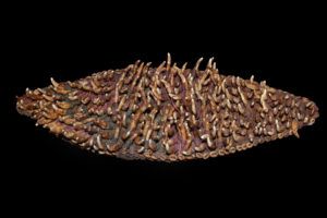 Old Dogs Teeth Headband, Ramu River Area, East Sepik Province, PNG