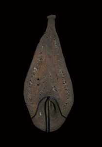 A Fine Old New Guinea Abelam Yam Mask Prince Alexander Mountains East Sepik Province Papua New Guinea