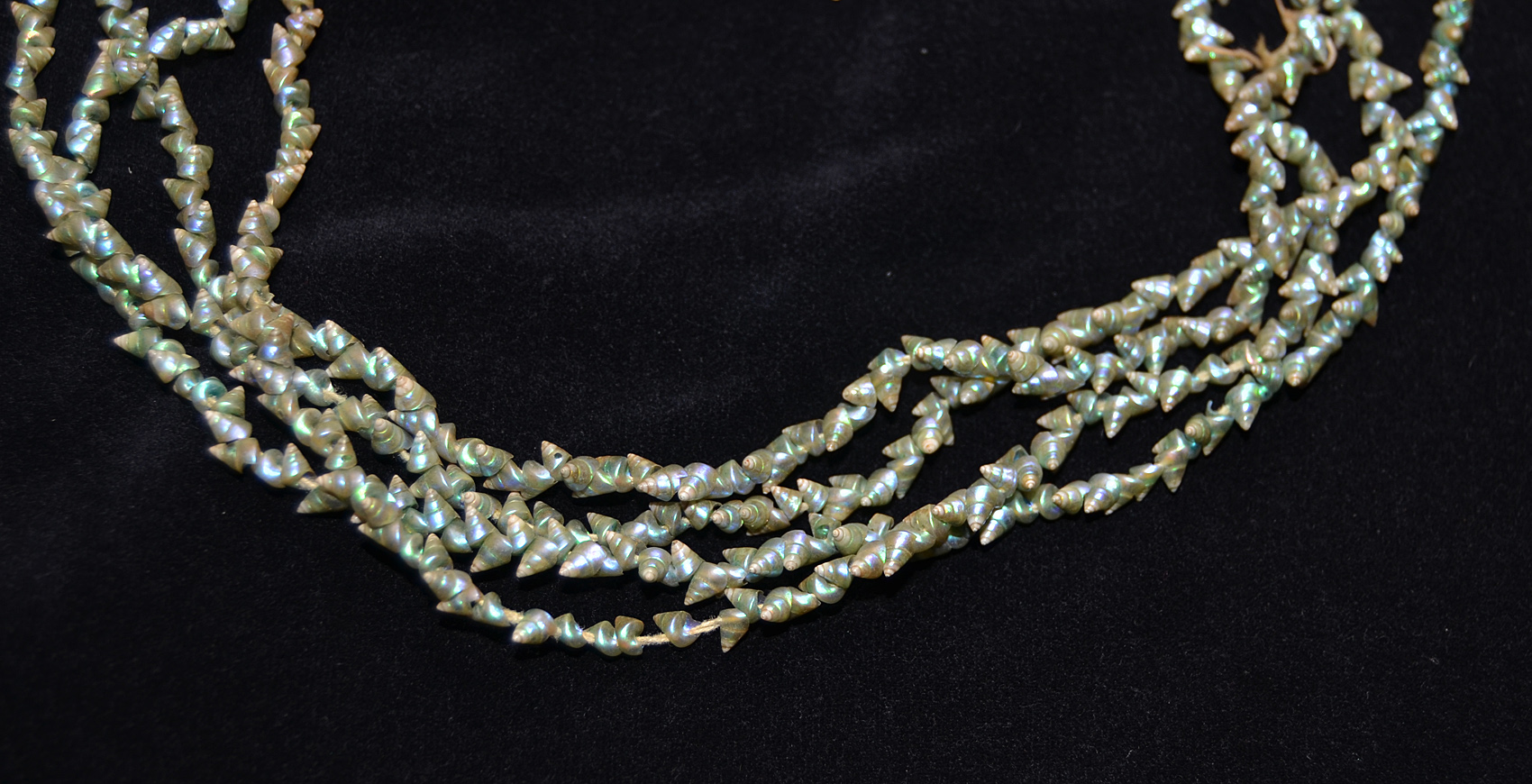 A Superb Old Australian Tasmanian Indigenous Maireener Shell Necklace19th C