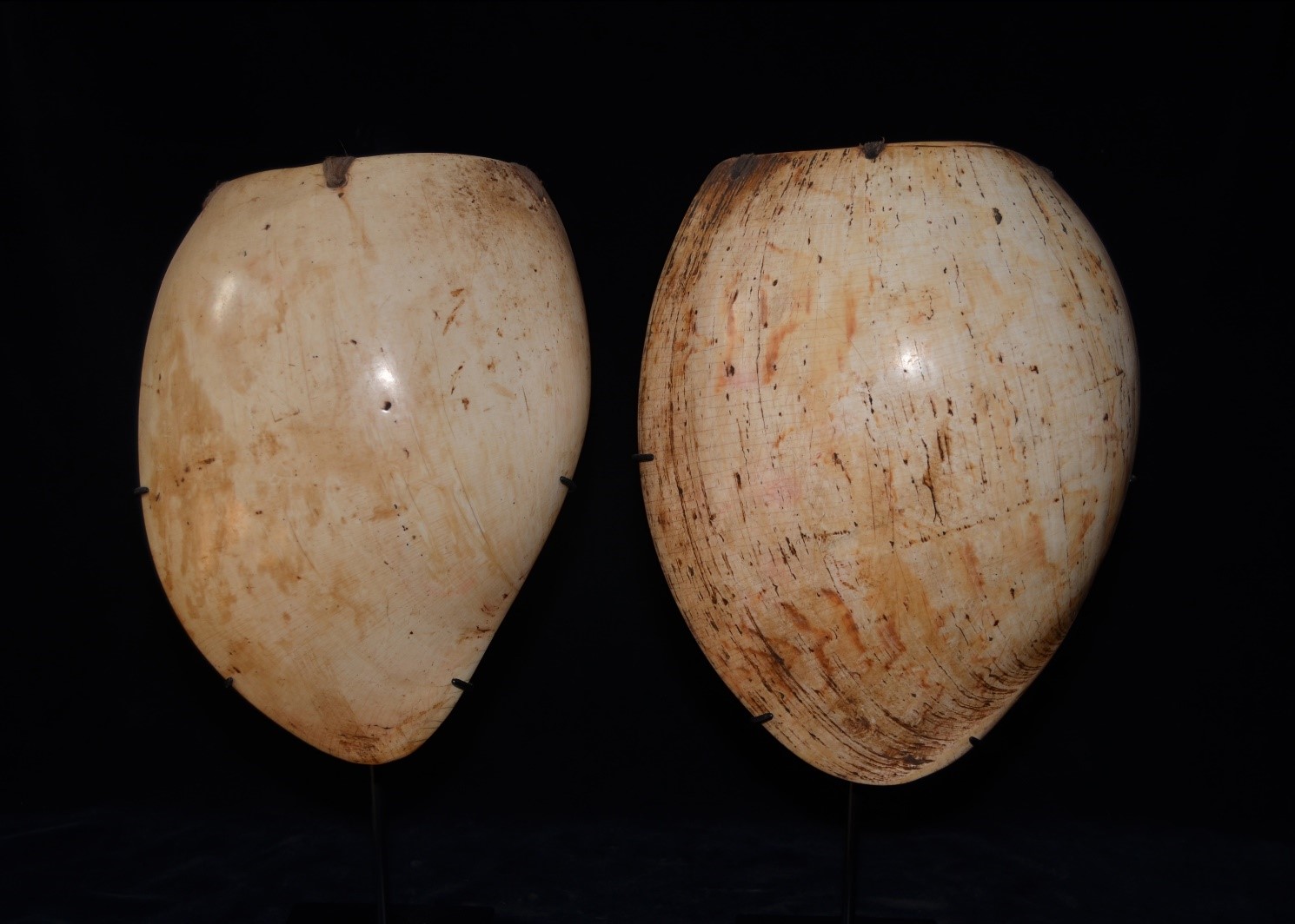 Two Superb Old Bailer Shell Necklaces from the Southern Highlands of Papua New Guinea