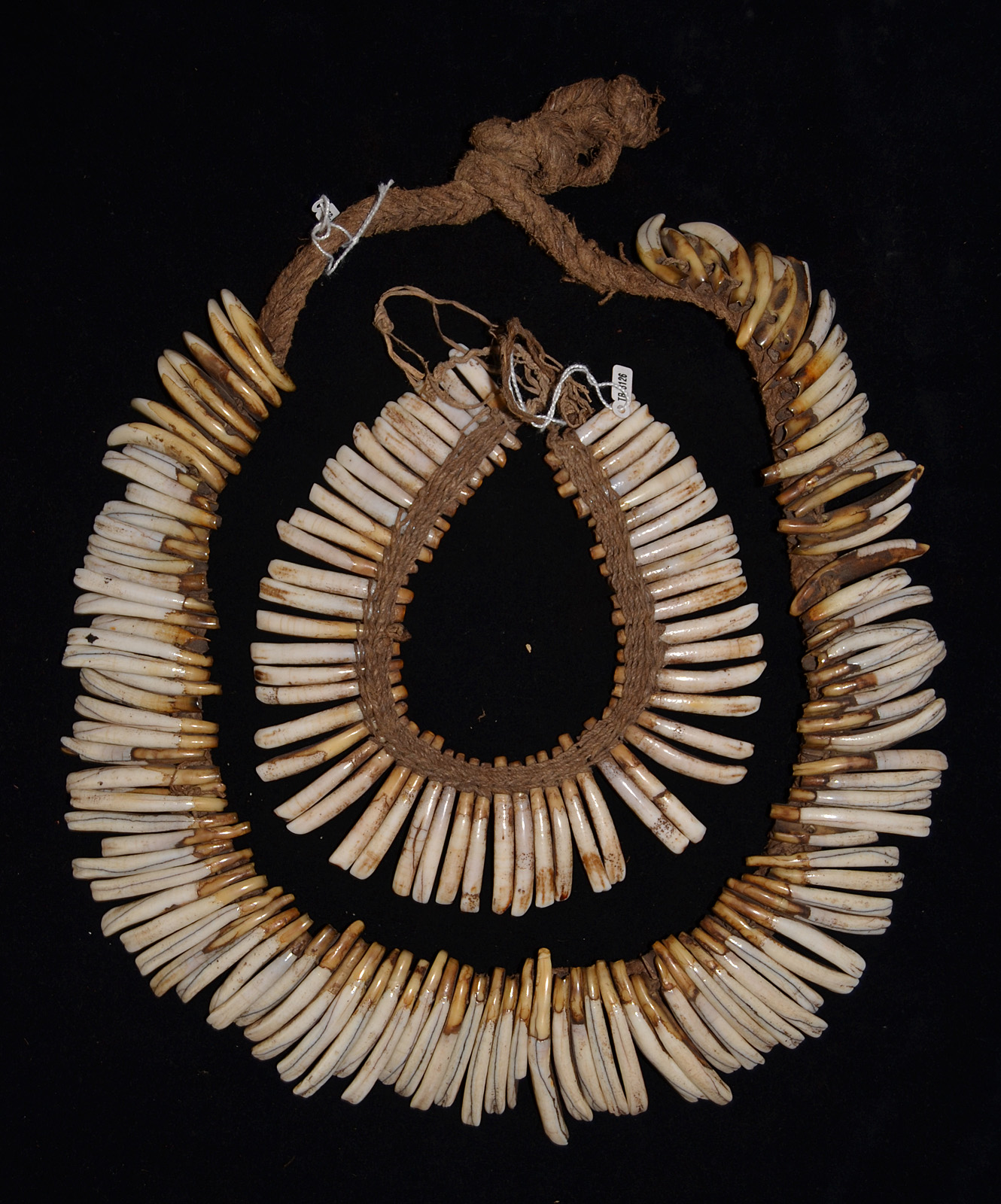 Two Superb Old Pigs Teeth Necklaces From The Eastern Highlands Papua New Guinea